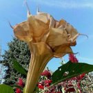 Parajuli Devil Trumpet Seeds