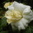 Cream & Sugar Datura Seeds