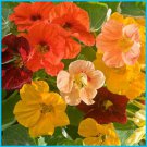 Tip Top Mix Nasturtium Seeds