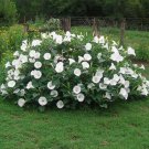 Moonflower Bush 20 Seeds