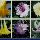 Custom Devil Trumpet Mix Datura Bush Seed 15 Seeds