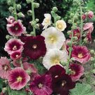 Indian Springs Hollyhock Mix Seeds