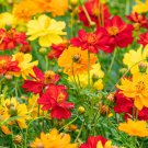 Cosmos Bright Lights Mix Seeds