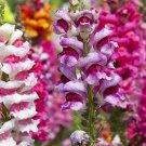 Tetra Mix Snapdragon Seeds