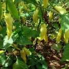 Hot Lemon Pepper Seeds