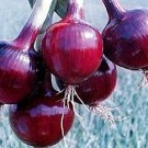Ruby Red Long Day Onion Seeds