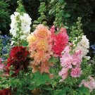 Majorette Double Mix Hollyhock Seeds