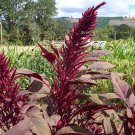Beautiful Burgundy Amaranth Seeds