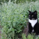 Catnip Seeds Make Your Cat Happy Grow Your Own Catnip