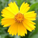 Lanceleaf Coreopsis Seeds