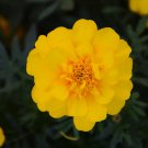 Durango Yellow Marigold Seeds