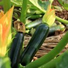 Black Beauty Squash Seed