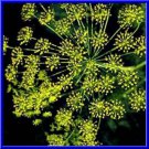 Dill Long Island Mammoth Seeds