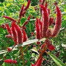 Bright Red Candlestick Celosia Green Leaves 50 Seeds 4 5 Ft Tall