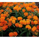 Tall Orange Hardy Butterfly Weeds Seeds