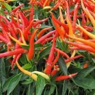 Fire On The Mountain Pepper Seeds