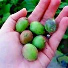 Anna Kiwi Seeds No Fuzz Kiwi Super Sweet MiniS