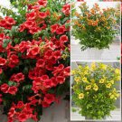 Hummingbird Trumpet Vine Mix 25 Seeds