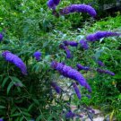Purple Butterfly Bush Seed