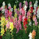 Snapdragon Tall Mixed Colors Seeds