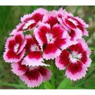 Sweet William 100 Seeds Blooms 4 Months From Seeds