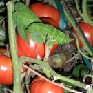 Sour Apple Cherry Tomato Seeds