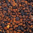 Jackson Wonder Lima Bean Seeds