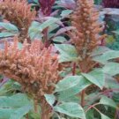 Golden Giant Amaranth Seeds