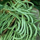 Tender Green Bush Green Bean Seeds