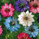 Beautiful Loveinamist Flowers Seeds Cool Flowers Pods