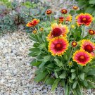 Blanket Flower Seeds Bright & Beautiful