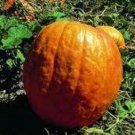 Big Moon Pumpkin Seeds