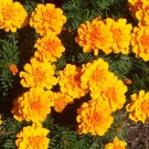 Durango Gold Marigold Seeds