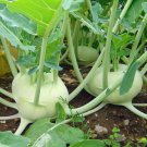Kohlrabi Early White Vienna Seeds