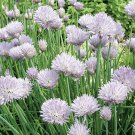 Chive Seeds