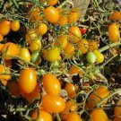 Very Sweet Yellow Grape Tomato Seeds