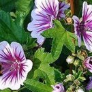 Zebrina Hollyhock Seeds