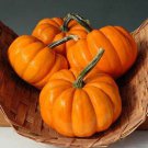 Orangita Pumpkin Seeds