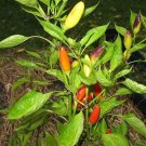 Purira Pepper Seeds
