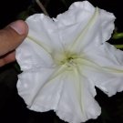 Moon Flower Vine Seeds Very Fragrant Huge Flowers