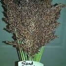 Sand Mountain Sorghum Seeds 811 Ft. Tall Makes Sweet Syrup
