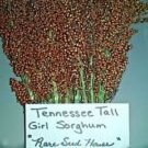 Tennessee Tall Girl Sorghum Seeds Makes A Medium Dark Syrup
