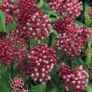 Old Fashioned Tall Pink Butterfly Weed Seeds