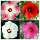 Dinnerplate Hibiscus Mixed Seeds