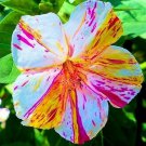Marvel Of Peru Four O Clocks Seed Mix