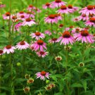 Purple Coneflower Seeds