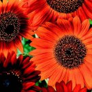 Earthwalker Sunflower Seeds