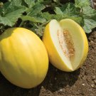 Canary Melon Seeds