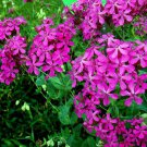 Perennial Catchfly Seeds Great Butterfly Plant