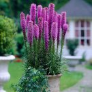 Liatris Blazing Star Seeds